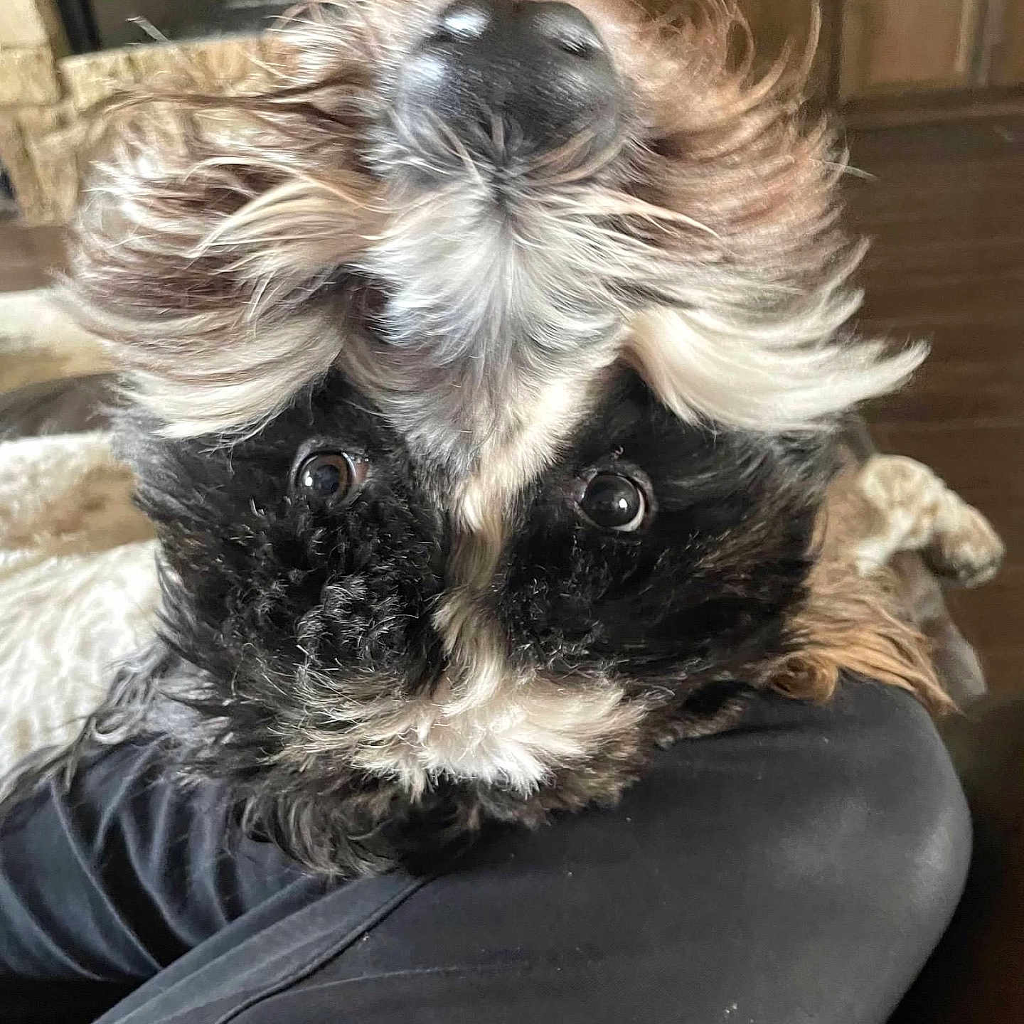 Oreo is registered to the contest to win money with this photo: animal, black_and_white, candid, canine, close_up, curly_fur, cute, dog, expressive, eyes, funny, fur, home, indoor, mammal, motion_blur, nose, pet, portrait, shake