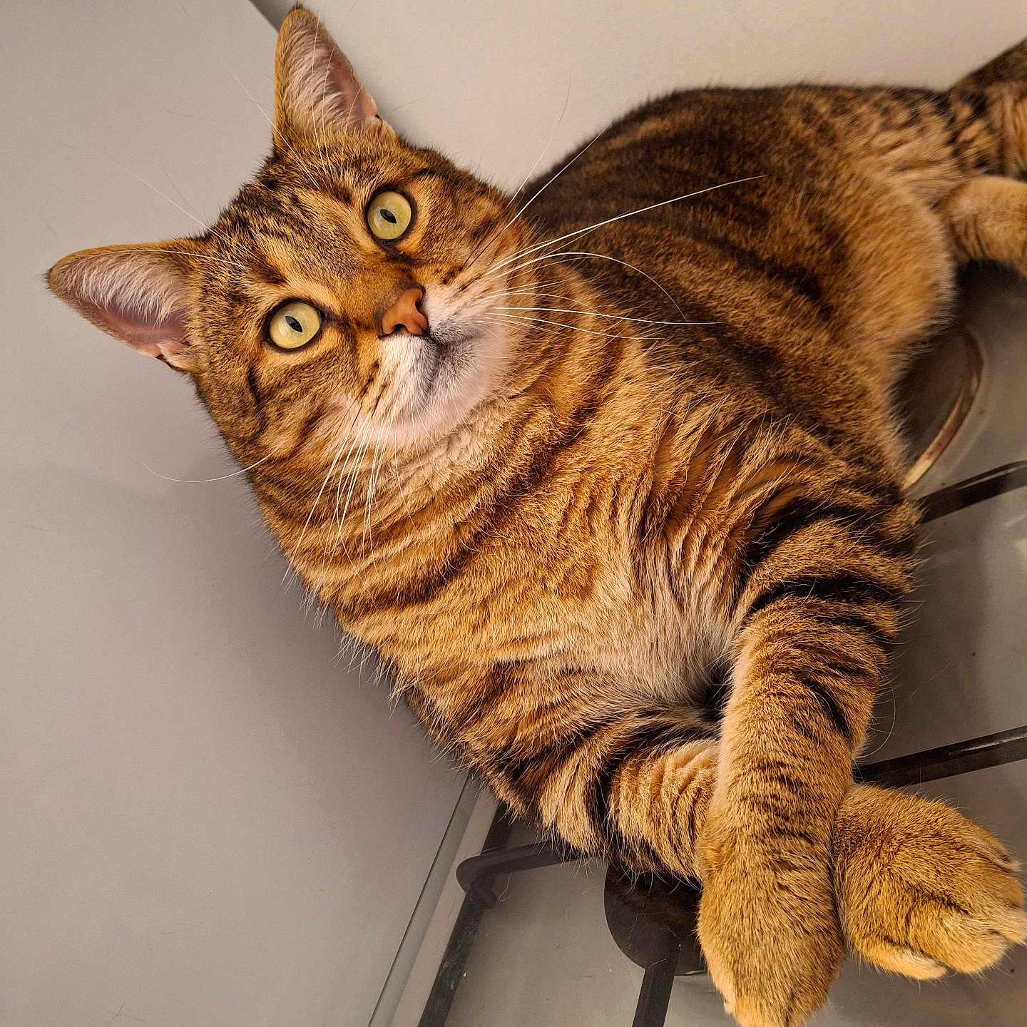 Beignet participe au concours pour gagner de l'argent avec cette photo : alert, animal, cat, close_up, crossed_paws, curious, cute, domestic_cat, feline, fur, glass_stovetop, indoor, lounging, paws, pet, relaxed, striped_fur, tabby, whiskers, yellow_eyes