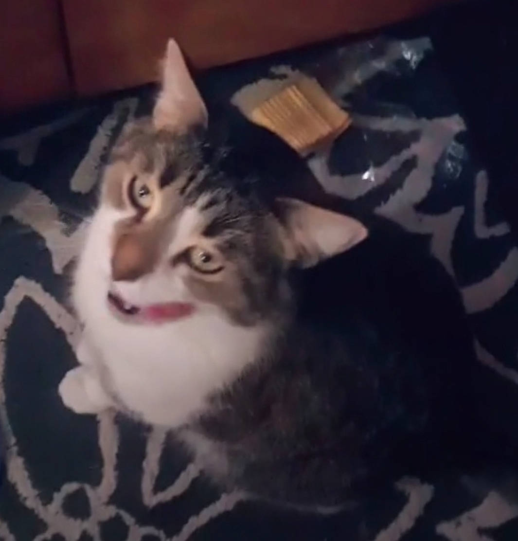 Forest is registered to the contest to win money with this photo: aegean_cat, american_wirehair, asian, carnivore, cat, domestic_short_haired_cat, european_shorthair, eye, felidae, fur, head, kitten, mammal, night, nose, sky, small_to_medium_sized_cats, snout, tabby_cat, whiskers