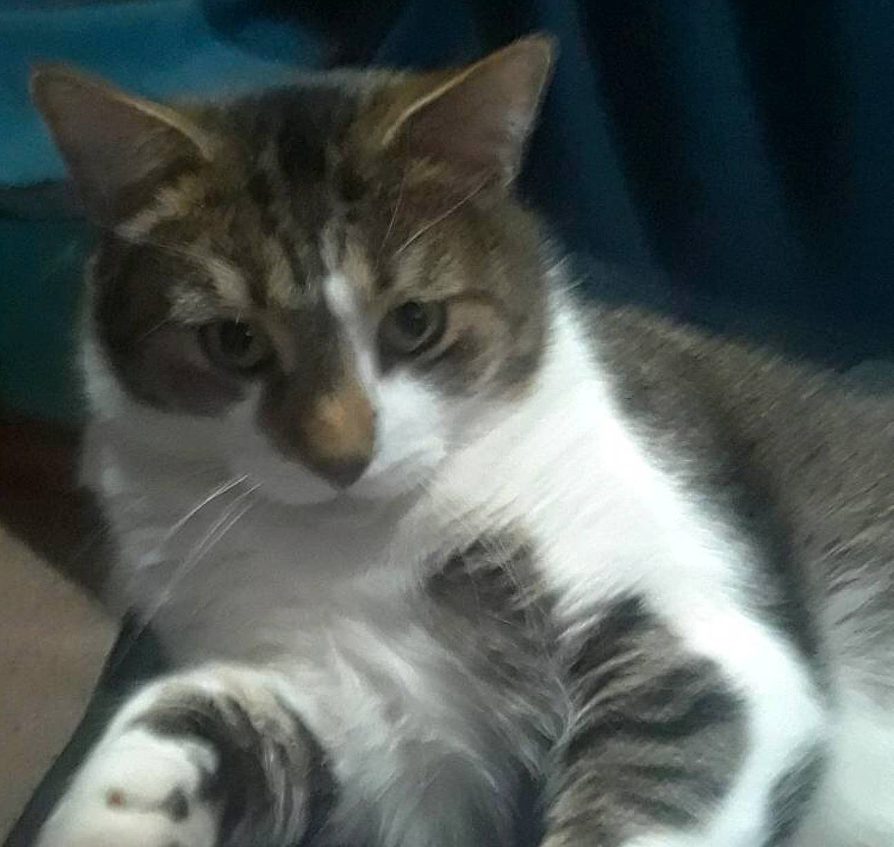 Forest is registered to the contest to win money with this photo: aegean_cat, american_shorthair, american_wirehair, asian, carnivore, cat, domestic_short_haired_cat, european_shorthair, felidae, fur, kitten, mammal, polydactyl_cat, small_to_medium_sized_cats, snout, tabby_cat, tail, vertebrate, whiskers