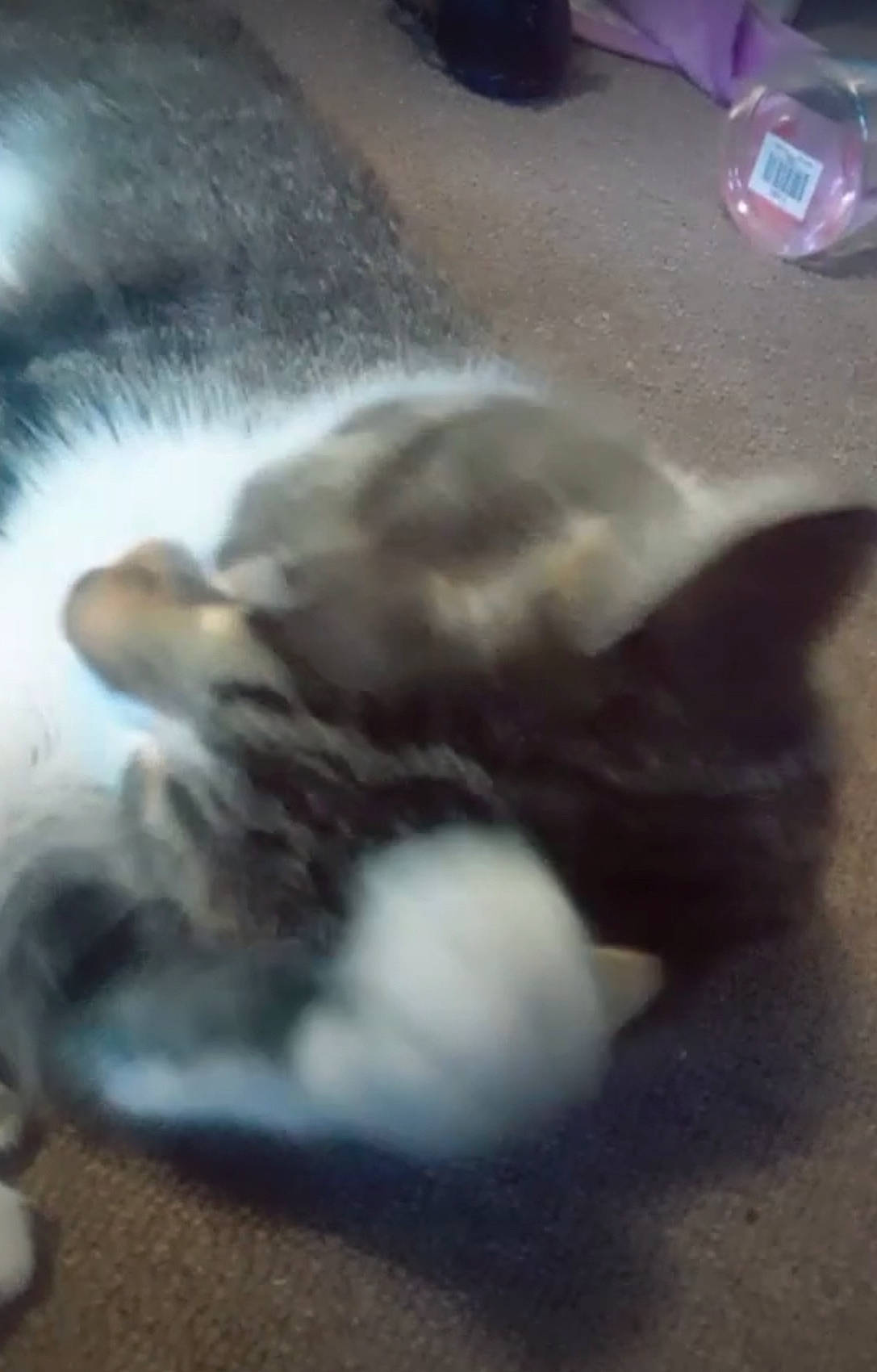 Forest joined the competition — help win amazing prizes! canidae, carnivore, cat, fawn, felidae, kitten, paw, small_to_medium_sized_cats, tail, whiskers