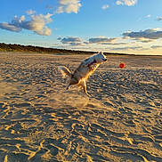 Ulcia a rejoint le concours — aidez-le/la à gagner de superbes lots ! active, animal, ball, beach, clouds, daytime, dog, fun, furry, happy, jumping, motion, nature, outdoor, pet, playful, running, sand, sky, sunlight
