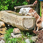 Ulcia a rejoint le concours — aidez-le/la à gagner de superbes lots ! animal, daytime, dog, drinking, forest, grass, greenery, hand, leaves, nature, outdoor, person, pet, rocks, shorts, sneakers, sunlight, trunk, water, wooden_trough