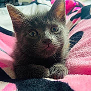 Whiskey is registered to the contest to win money with this photo: kitten, cat, gray_fur, close_up, pet, animal, cute, fur, whiskers, ears, paws, blanket, pink, black, soft_texture, indoor, young, curious, resting, cozy