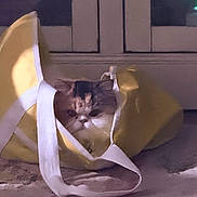 Bella is registered to the contest to win money with this photo: animal, carpet, cat, closeup, cozy, cushion, feline, fur, indoors, kitten, pet, portrait, relaxed, sitting, sleepy, tote_bag, whiskers, white_strap, window, yellow_bag