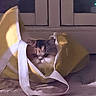animal, carpet, cat, closeup, cozy, cushion, feline, fur, indoors, kitten, pet, portrait, relaxed, sitting, sleepy, tote_bag, whiskers, white_strap, window, yellow_bag