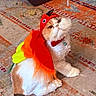 Bella is registered to the contest to win money with this photo: animal, bird_costume, carpet, cat, collar, costume, feathers, fluffy, funny, green_bell, hat, indoors, longhaired, orange_and_white, pet, portrait, red, rug, sitting, yellow