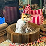 Bella joined the competition — help win amazing prizes! bell, calico, cardboard_scratchér, cat, chair, collar, colorful, cushions, fluffy, furniture, home, indoor, long_hair, pet, portrait, rug, scratcher, sitting, text_overlay, white_fur