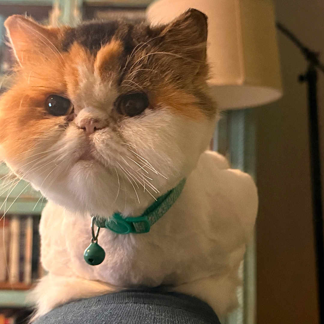 Bella