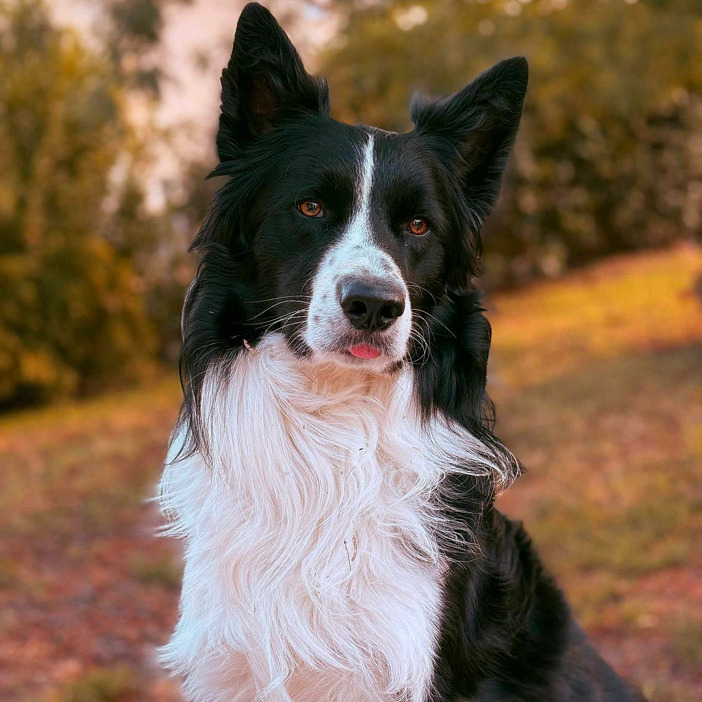 Max participe au concours pour gagner de l'argent avec cette photo : animal, autumn, black_and_white, blurred_background, border_collie, canine, closeup, dog, ears, fluffy, friendly, fur, grass, nature, outdoor, pet, portrait, sitting, tongue, tree