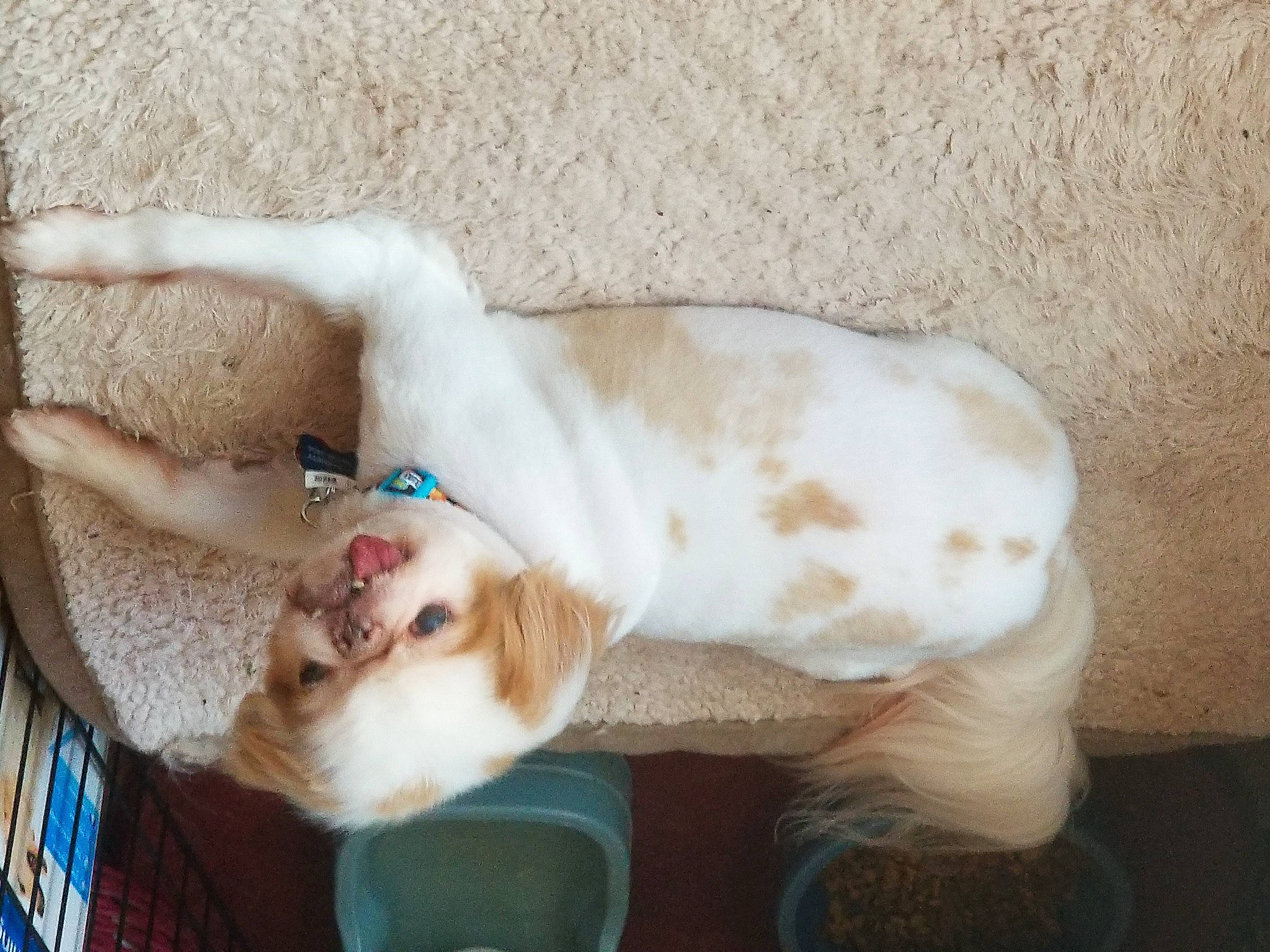 Bobo is registered to the contest to win money with this photo: canidae, carnivore, collar, comfort, companion_dog, dog, dog_breed, dog_collar, ear, fawn, felidae, fur, paw, pet_supply, small_to_medium_sized_cats, snout, sporting_group, tail, whiskers, working_animal