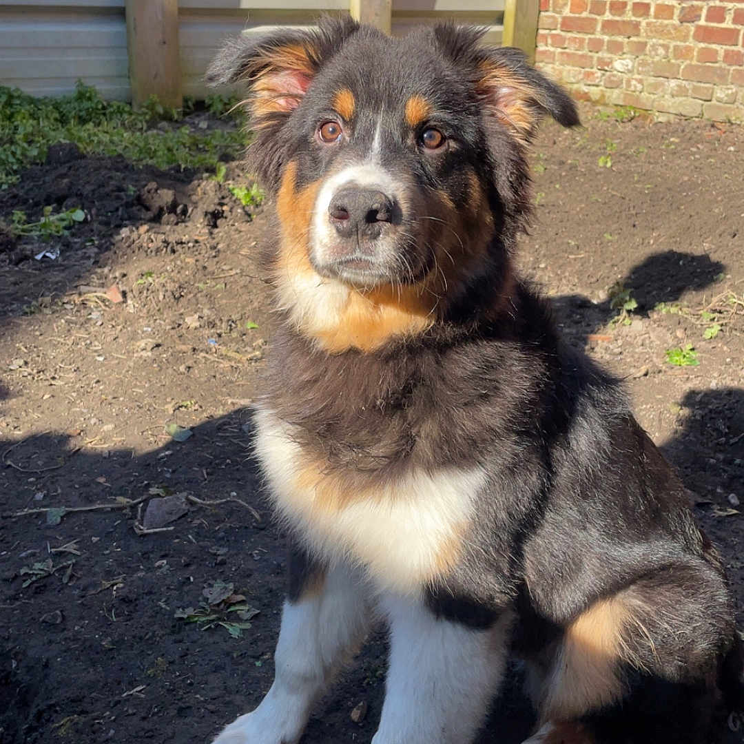 Baloo a rejoint le concours — aidez-le/la à gagner de superbes lots ! alert, animal, backyard, black, brick_wall, brown, curious, dog, ears, fence, fur, nature, outdoor, pet, puppy, sitting, sunlight, tricolor, white, young_dog