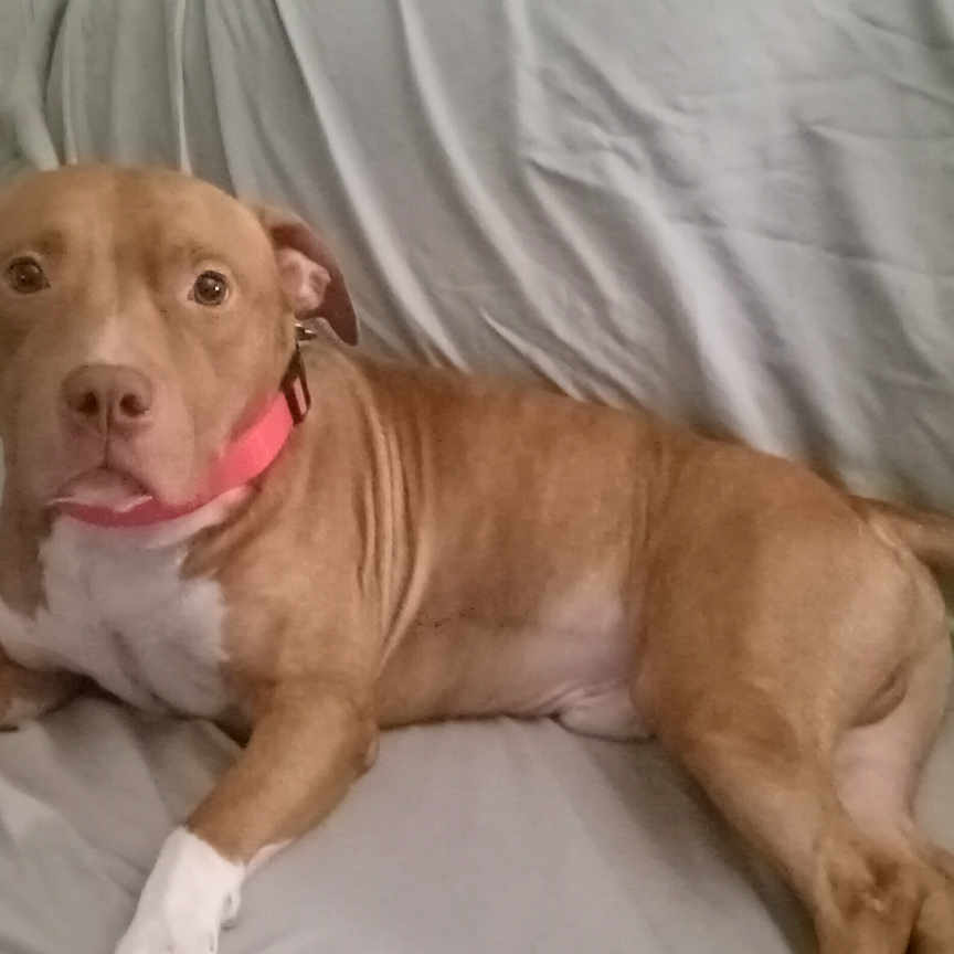 Steamer is registered to the contest to win money with this photo: animal, blanket, brown_dog, canine, couch, dog, ears, eyes, fur, furniture, home, indoor, looking, muzzle, pet, pink_collar, relaxed, resting, tail, white_paws