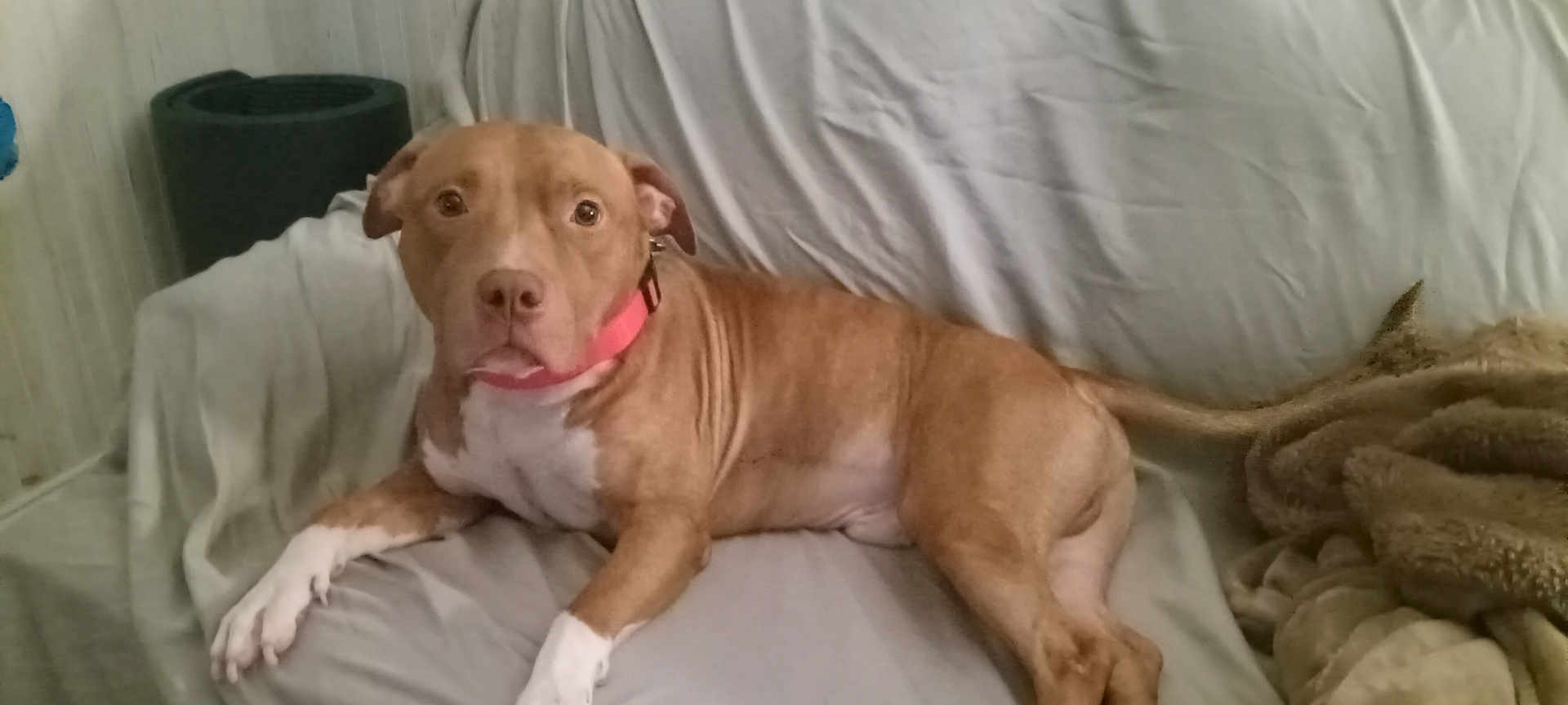 Steamer is registered to the contest to win money with this photo: dog, brown_dog, white_paws, pink_collar, couch, blanket, indoor, pet, canine, relaxed, fur, animal, home, furniture, resting, looking, ears, tail, muzzle, eyes