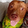 Steamer is registered to the contest to win money with this photo: dog, brown_dog, tongue_out, bandana, green_bandana, yellow_bandana, close_up, pet, canine, indoor, couch, fabric, person, shirt, graphic_shirt, happy, face, ears, fur, animal