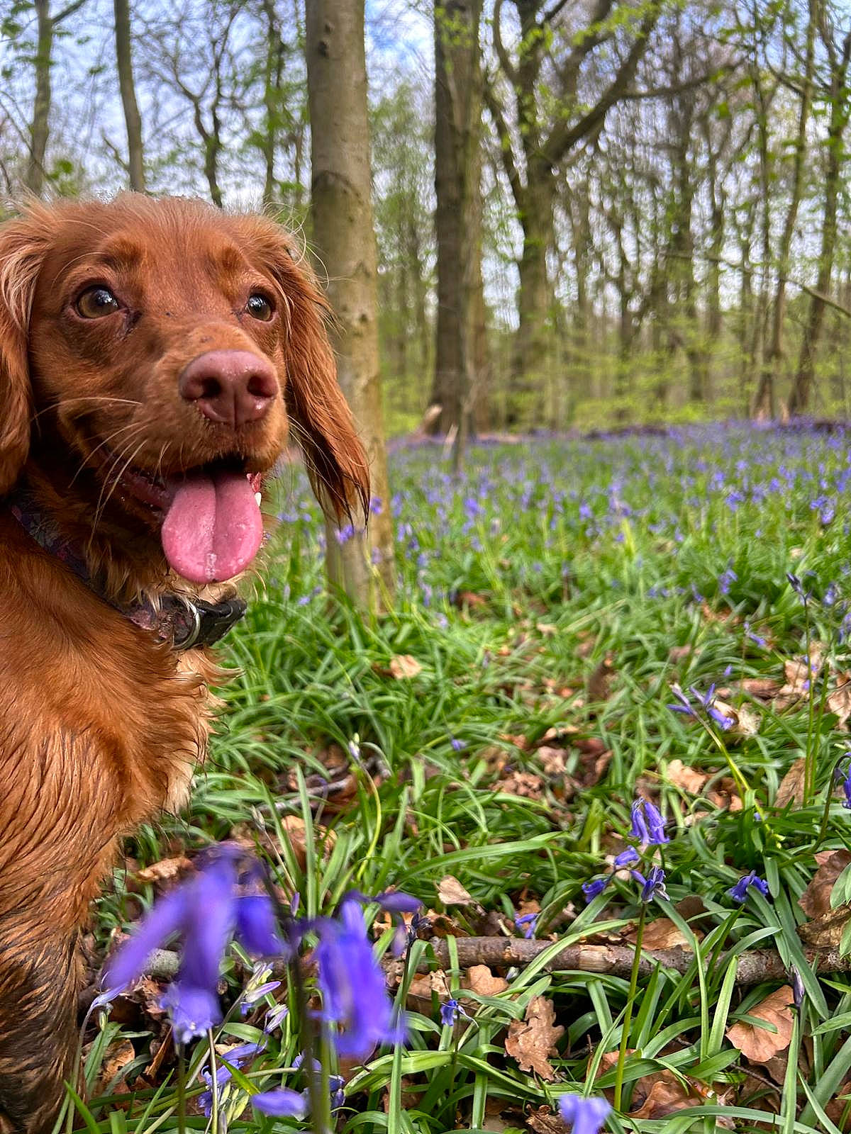 Trixie is registered to the contest to win money with this photo: carnivore, companion_dog, dog, dog_breed, electric_blue, fawn, flower, flowering_plant, grass, gun_dog, happy, herbaceous_plant, liver, natural_landscape, people_in_nature, petal, plant, sporting_group, tree, wood