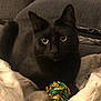black_cat, cat, pet, animal, toy, ball, blanket, couch, indoor, feline, fur, whiskers, ears, eyes, relaxed, cozy, home, curious, comfort, domestic
