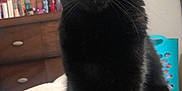 Binx is registered to the contest to win money with this photo: cat, black_cat, pet, indoor, furniture, blanket, dressing_table, mirror, bottle, green_eyes, fur, whiskers, animal, domestic_animal, sitting, cozy, home, curious, cute, feline