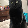 cat, black_cat, pet, indoor, furniture, blanket, dressing_table, mirror, bottle, green_eyes, fur, whiskers, animal, domestic_animal, sitting, cozy, home, curious, cute, feline