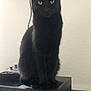 black_cat, cat, gaming_console, xbox, television, controller, plush_toys, sitting, indoor, electronics, feline, pet, green_eyes, wall, table, cord, gadget, device, technology, entertainment