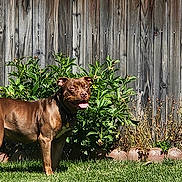 Coco is registered to the contest to win money with this photo: animal, brown_dog, canine, daylight, dog, domestic_animal, garden, grass, greenery, happy, nature, outdoor, pet, plants, standing, summer, sunlight, tongue_out, wooden_fence, yard