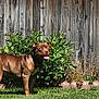 animal, brown_dog, canine, daylight, dog, domestic_animal, garden, grass, greenery, happy, nature, outdoor, pet, plants, standing, summer, sunlight, tongue_out, wooden_fence, yard