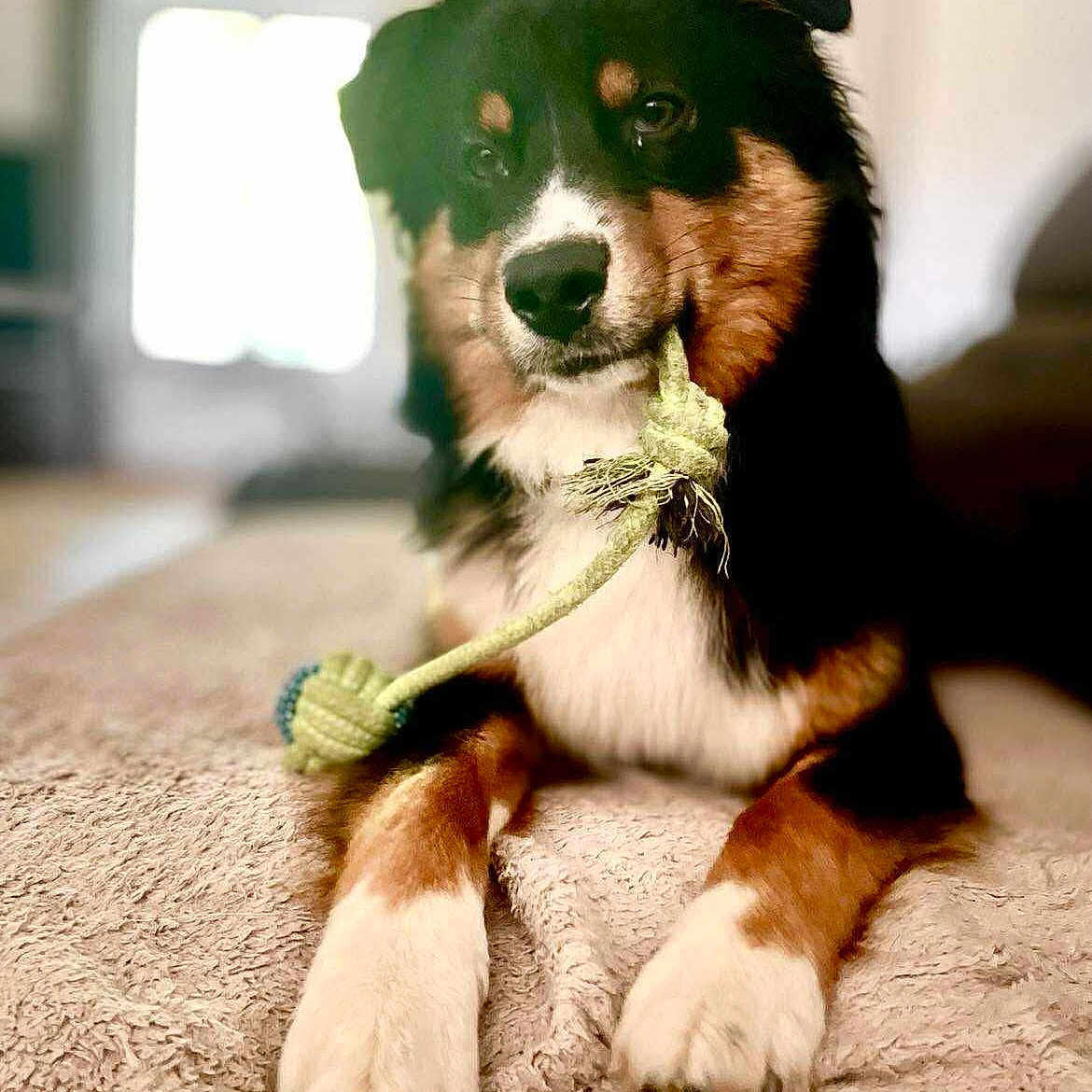Athéna a rejoint le concours — aidez-le/la à gagner de superbes lots ! animal, black, blanket, brown, canine, closeup, cute, dog, domestic, fur, home, indoor, paws, pet, playful, portrait, relaxed, rope, toy, white