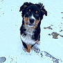puppy, dog, snow, winter, animal, pet, fur, footprints, paw_prints, outdoor, cute, looking_up, black_fur, brown_fur, white_fur, young_dog, nature, cold, playful, adorable
