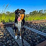 Athéna a rejoint le concours — aidez-le/la à gagner de superbes lots ! dog, railway, railroad_tracks, gravel, grass, blue_sky, sunny, outdoor, pet, canine, leash, wood, nature, smiling, tongue_out, ears_up, happy, animal, daytime, field