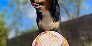 Athéna a rejoint le concours — aidez-le/la à gagner de superbes lots ! dog, soccer_ball, outdoor, sunny, tongue, black_coat, tan_coat, playful, grass, blue_sky, wall, pet, animal, closeup, daylight, tongue_out, sport, fun, canine, nature