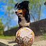 dog, soccer_ball, outdoor, sunny, tongue, black_coat, tan_coat, playful, grass, blue_sky, wall, pet, animal, closeup, daylight, tongue_out, sport, fun, canine, nature