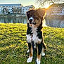 Athéna a rejoint le concours — aidez-le/la à gagner de superbes lots ! dog, puppy, grass, leash, river, water, sunset, tree, bare_tree, building, apartment, outdoor, nature, pet, animal, summer, daylight, sitting, black_fur, white_paws