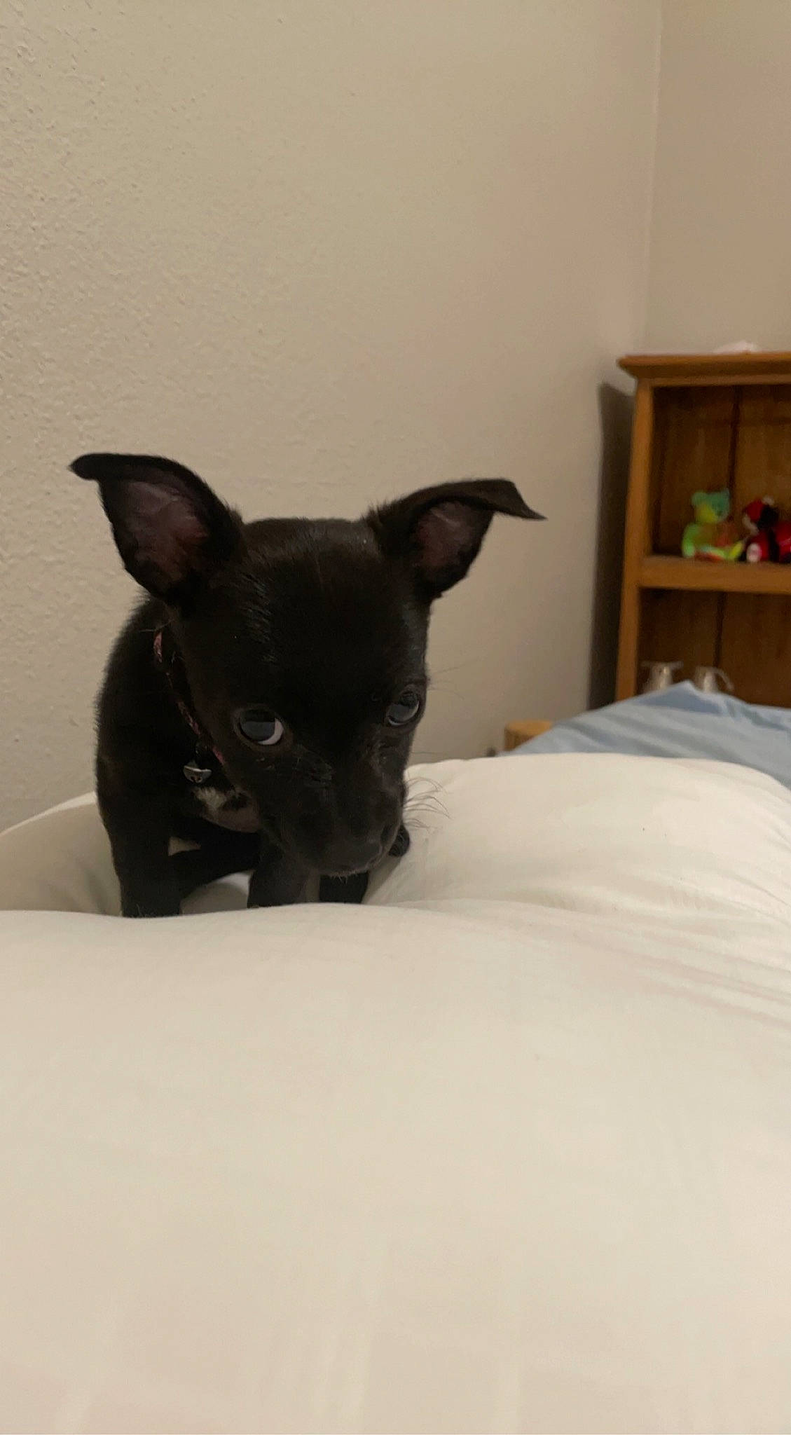 Doja is registered to the contest to win money with this photo: bedding, canidae, carnivore, comfort, companion_dog, corgi_chihuahua, dog, dog_breed, ear, eye, fawn, fur, linens, puppy, shelf, snout, sporting_group, toy_dog, whiskers, working_animal