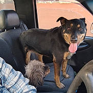 Mia is registered to the contest to win money with this photo: animal, black_dog, car_interior, companion, dog, door, furry, happy, indoors, leash, person_partial, pet, plaid_shirt, seat, seatbelt, small_dog, steering_wheel, tongue_out, water_bottle, window