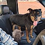 animal, black_dog, car_interior, companion, dog, door, furry, happy, indoors, leash, person_partial, pet, plaid_shirt, seat, seatbelt, small_dog, steering_wheel, tongue_out, water_bottle, window