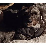 Toto joined the competition — help win amazing prizes! animal, bed, blanket, calm, closeup, companion, cozy, cute, dark, dog, fur, furry, indoor, laying_down, mammal, pet, portrait, quiet, resting, shadow