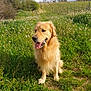 animal, canine, clouds, daylight, dog, field, flowers, fur, golden_retriever, grass, greenery, happy, mammal, nature, outdoor, pet, scenery, sitting, sky, tongue_out