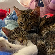 Aya Et Aston participe au concours pour gagner de l'argent avec cette photo : cat, tabby_cat, sleeping, snuggling, plush_toys, blue_blanket, indoor, close_up, feline, cute, pets, resting, cozy, fur, whiskers, ears, paw, animal, companion, relaxation