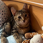 Aya participe au concours pour gagner de l'argent avec cette photo : animal, bed, blanket, cat, cozy, curious, cute, domestic, feline, giraffe, indoor, kitten, pet, pillow, plush_toy, resting, soft, tabby, wooden_headboard, young