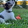 black_fur, brown_fur, collar, dog, grass, landscape, looking_up, meadow, nature, outdoors, portrait, puppy, red_toy, scruffy_fur, sitting, sunlight, toy, trees, white_fur, wildflowers