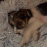 animal, bedding, blanket, brown_and_white, close_up, cozy, curled_up, cute, dog, fluffy, fur, indoors, nap, pet, portrait, puppy, relaxed, resting, sleeping, soft_texture