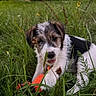 animal, brown_fur, chewing, closeup, dog, floppy_ears, flowers, grass, greenery, meadow, nature, orange_toy, outdoor, pet, playing, portrait, puppy, toy, white_fur, wildflowers