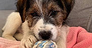 Milow participe au concours pour gagner de l'argent avec cette photo : animal, ball, black, brown, chewing, close_up, couch, dog, fluffy, indoors, pet, pink_blanket, playing, portrait, puppy, rope_toy, scruffy, sitting, toy, white