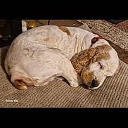 Olaff participe au concours pour gagner de l'argent avec cette photo : dog, sleeping, indoor, carpet, brown, white, curled_up, pet, cozy, fur, resting, collar, animal, cute, relaxing, home, floor, quiet, peaceful, domestic