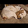dog, sleeping, indoor, carpet, brown, white, curled_up, pet, cozy, fur, resting, collar, animal, cute, relaxing, home, floor, quiet, peaceful, domestic