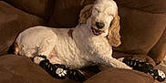 Olaff participe au concours pour gagner de l'argent avec cette photo : dog, couch, indoor, brown_furniture, pet, relaxed, white_dog, black_socks, paw_prints, living_room, cozy, furniture, canine, resting, smiling, domestic_animal, home, animal, companion, cute