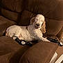 dog, couch, indoor, brown_furniture, pet, relaxed, white_dog, black_socks, paw_prints, living_room, cozy, furniture, canine, resting, smiling, domestic_animal, home, animal, companion, cute
