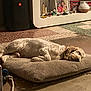 dog, sleeping, cushion, indoor, floor, toy, speaker, framed_photo, miniature_models, carpet, collar, resting, home, animal, pet, quiet, relaxation, furniture, decor, calm
