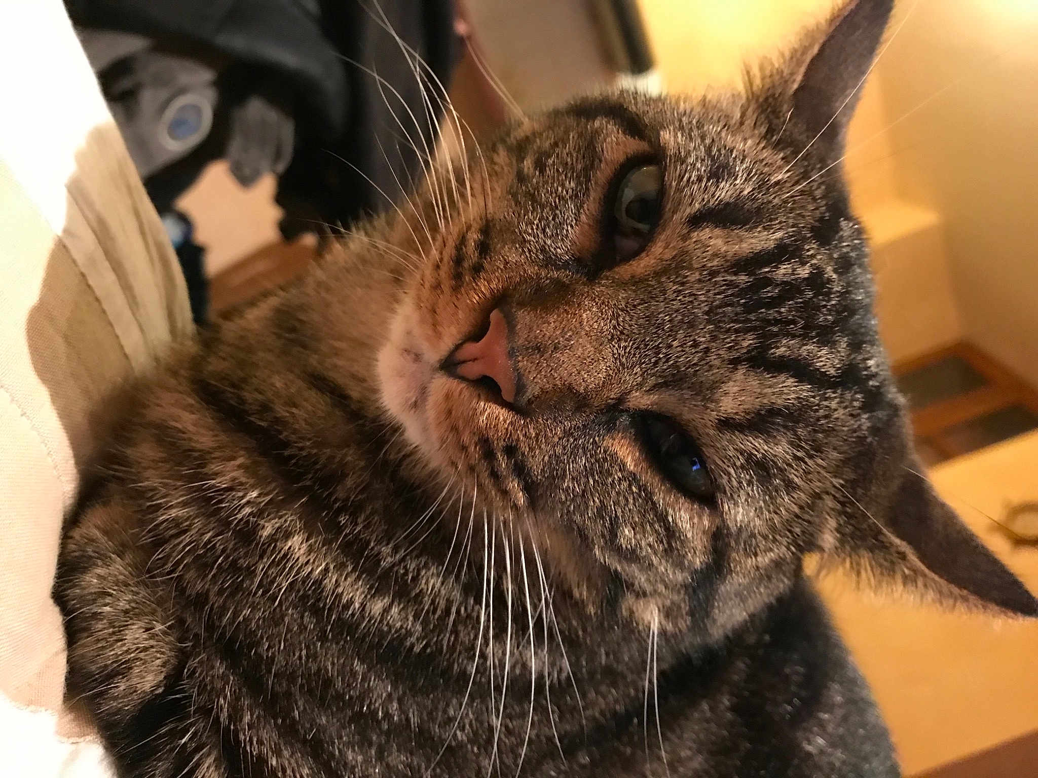 Bebe