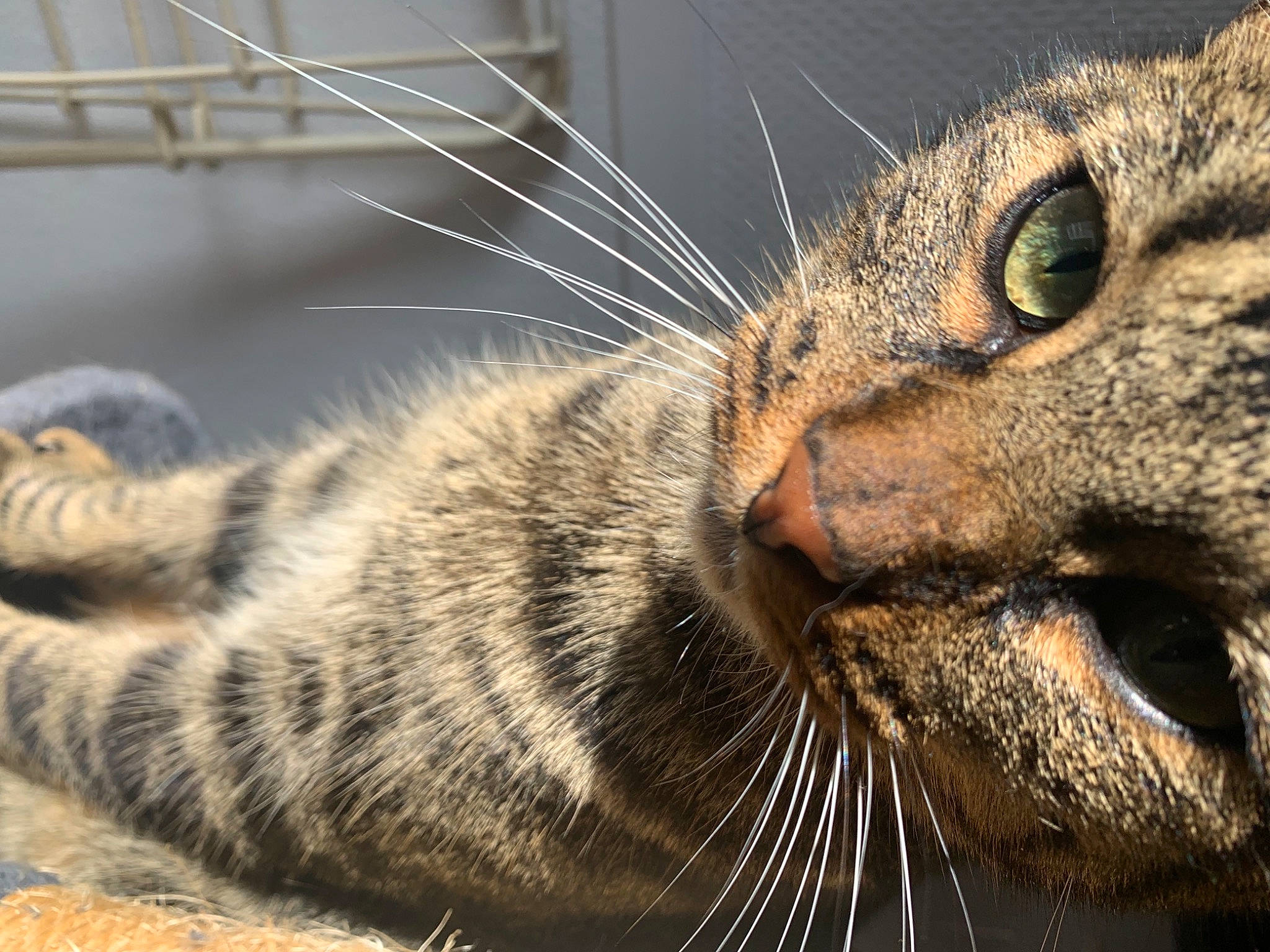 Poponette participe au concours pour gagner de l'argent avec cette photo : carnivore, cat, claw, close_up, comfort, domestic_short_haired_cat, ear, eye, felidae, fur, paw, small_to_medium_sized_cats, snout, tail, terrestrial_animal, vertebrate, whiskers, wildlife